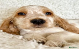 Cocker Spaniel dogs for sale: Golden Roan Full Health Tests Showline KC Reg Pups - Image 16