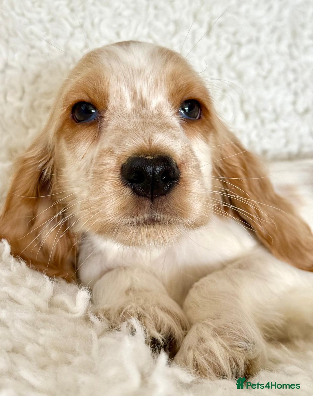 Cocker Spaniel dogs for sale: Golden Roan Full Health Tests Showline KC Reg Pups - Image 16