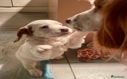 Clumber Spaniel dogs for sale: KC Working Clumber Spaniel - 2 boys available  - Image 8