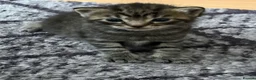 Mixed Breed cats for sale: 4 Male Grey/Ginger Tabby in London - Advert 5