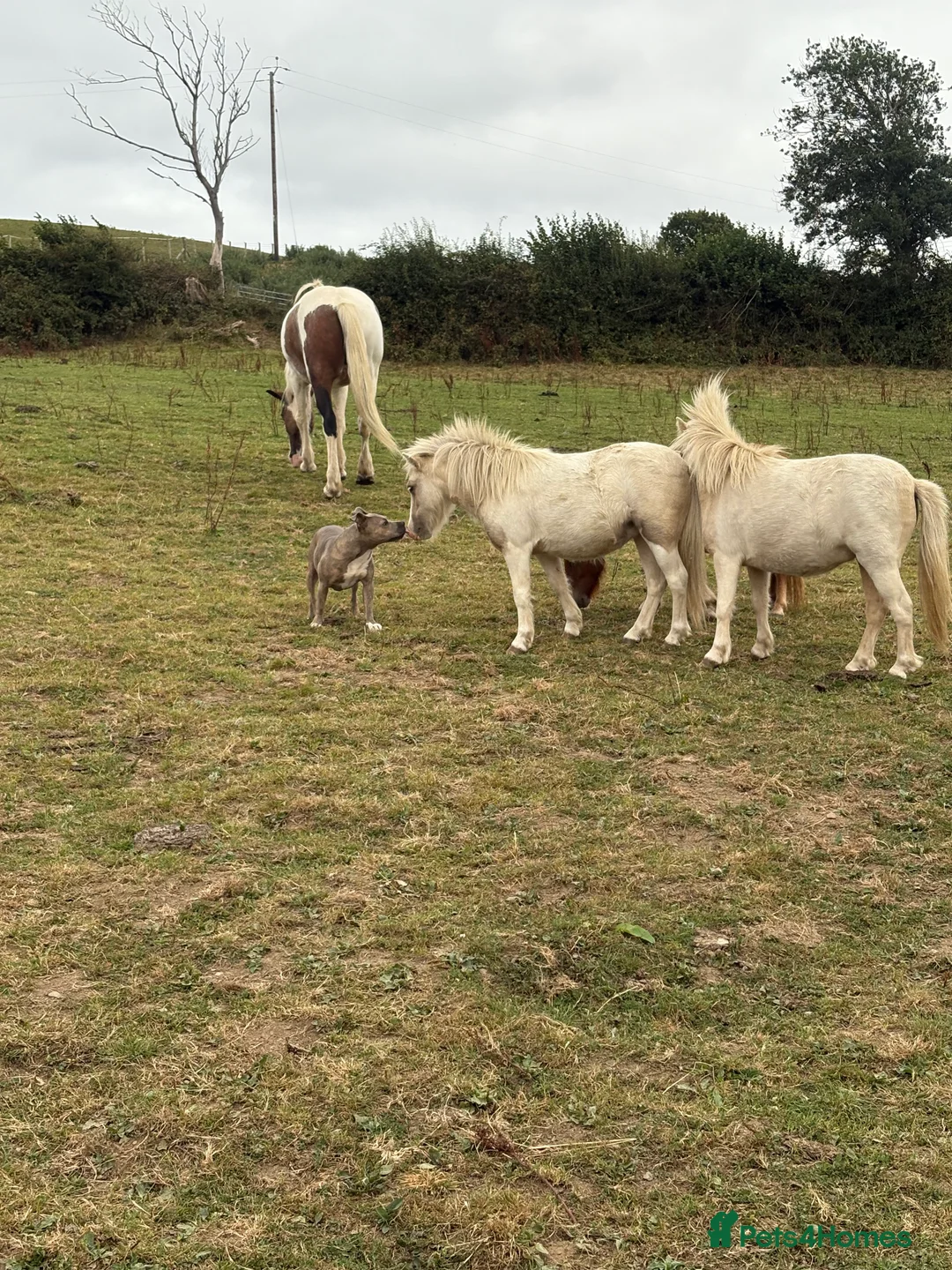 Miniature horses for sale: 2 Pali & white mini Shetlands  - Advert 1