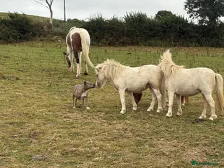 Miniature horses 2 Pali & white mini Shetlands - Advert 1