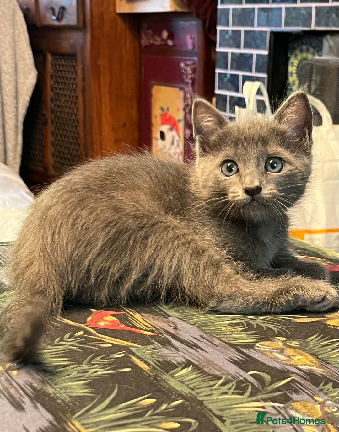 Oriental cats for sale: 5 STUNNING RAGAMESE/SIAMESE KITTENS - Image 10