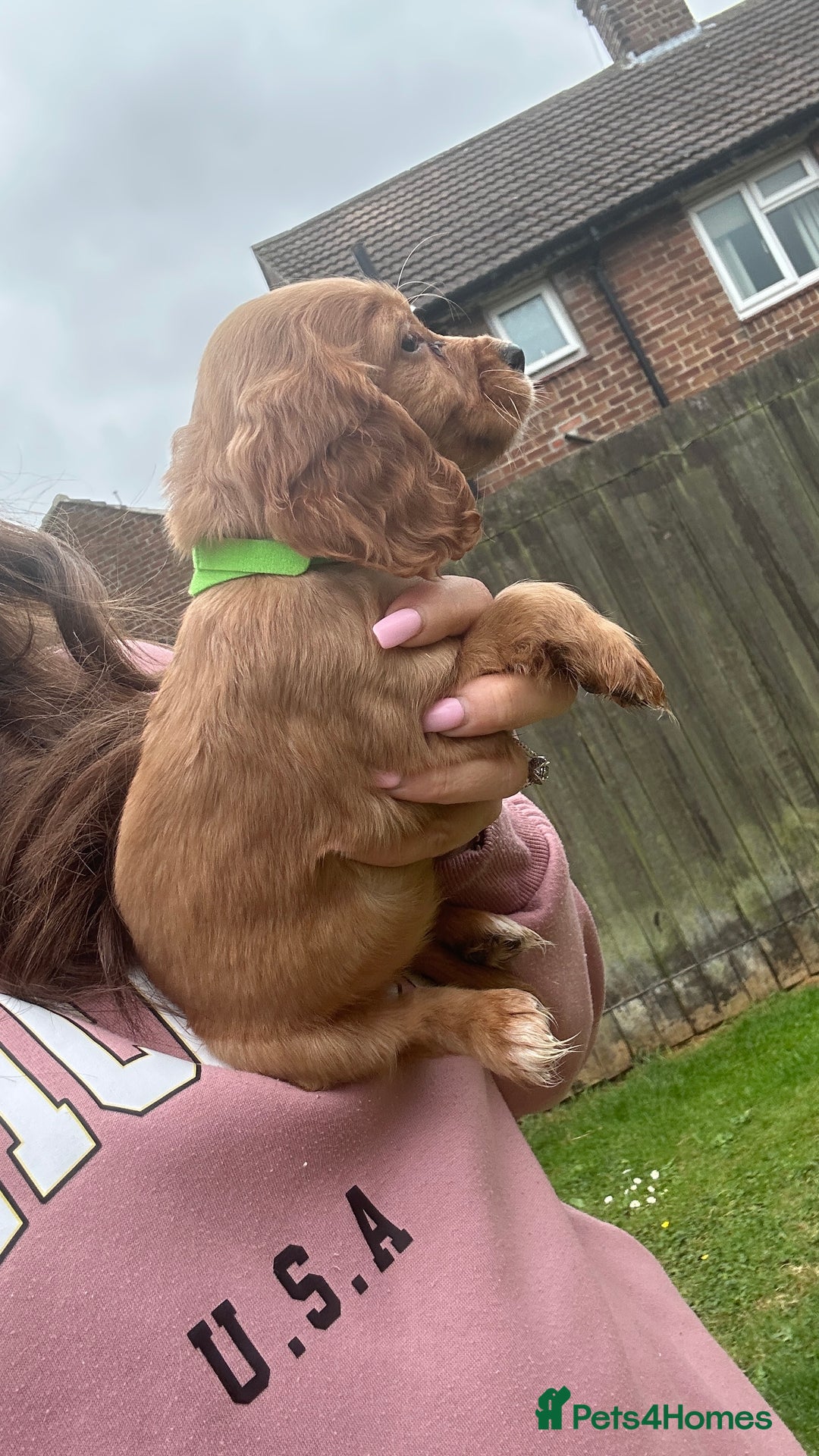 Cocker Spaniel dogs for sale: KC registered Red Cocker Spaniel Pups  - Image 10