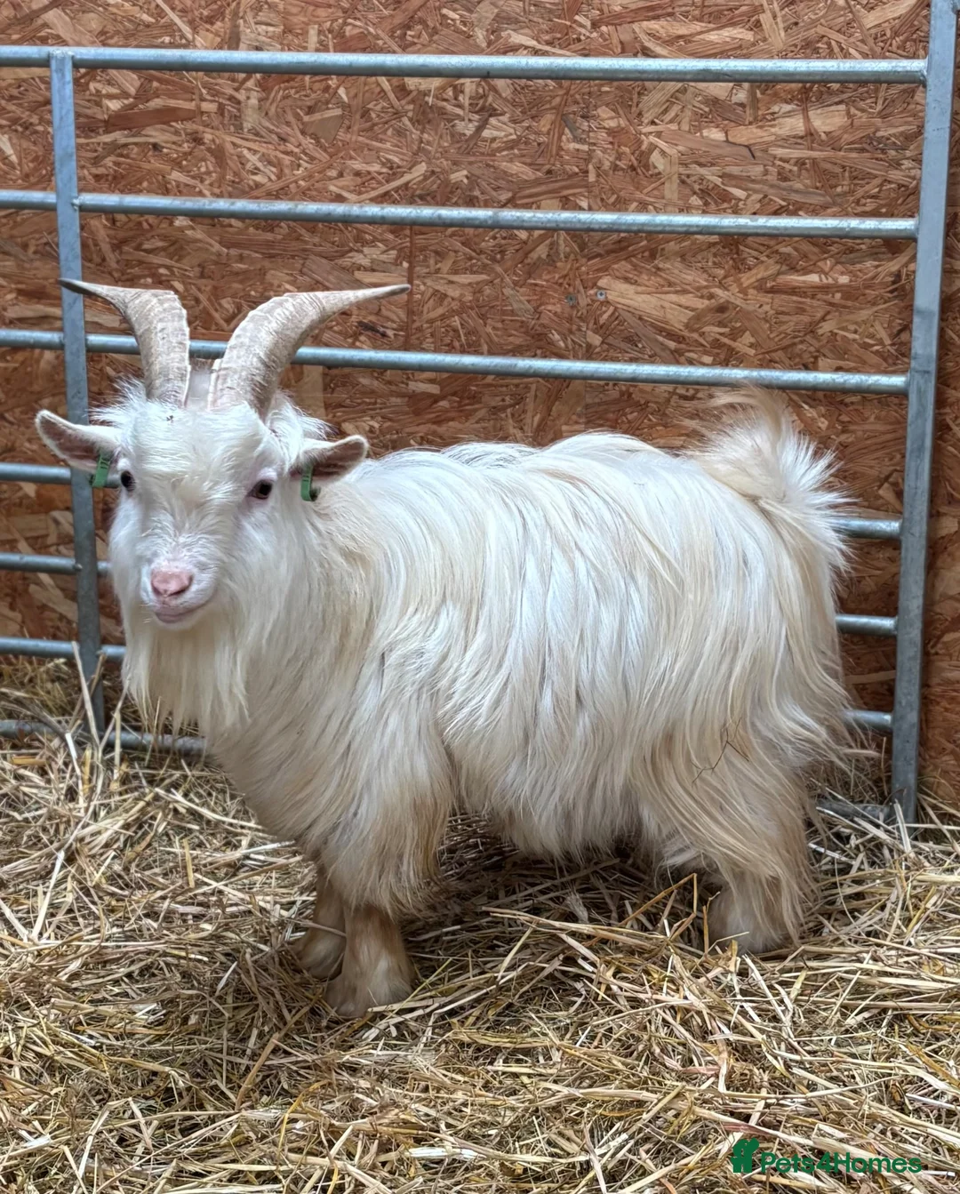 Goats livestock for sale: Pygmy Goat Club registered goats  - Advert 12