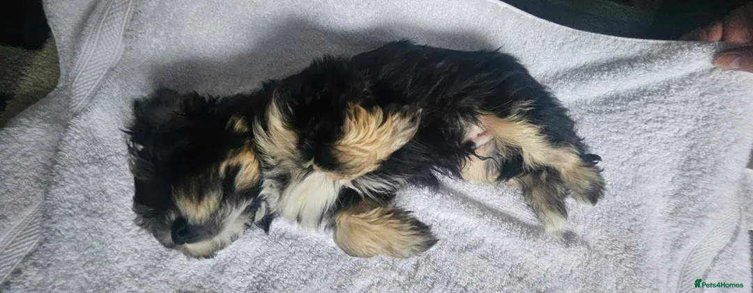 Mixed Breed dogs for sale: Yorkshire terrier X puppies  - Advert 4