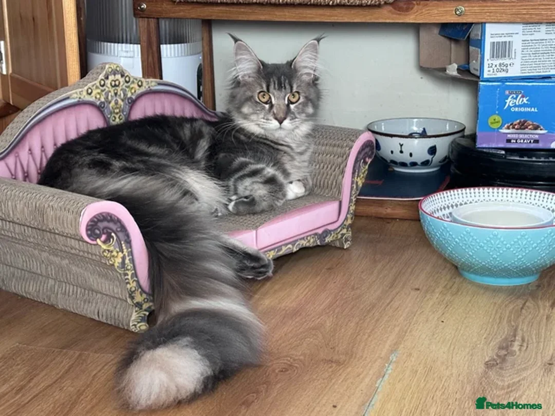 Maine Coon cats for sale: Beautiful Female Maine Coon Kitten - Advert 2