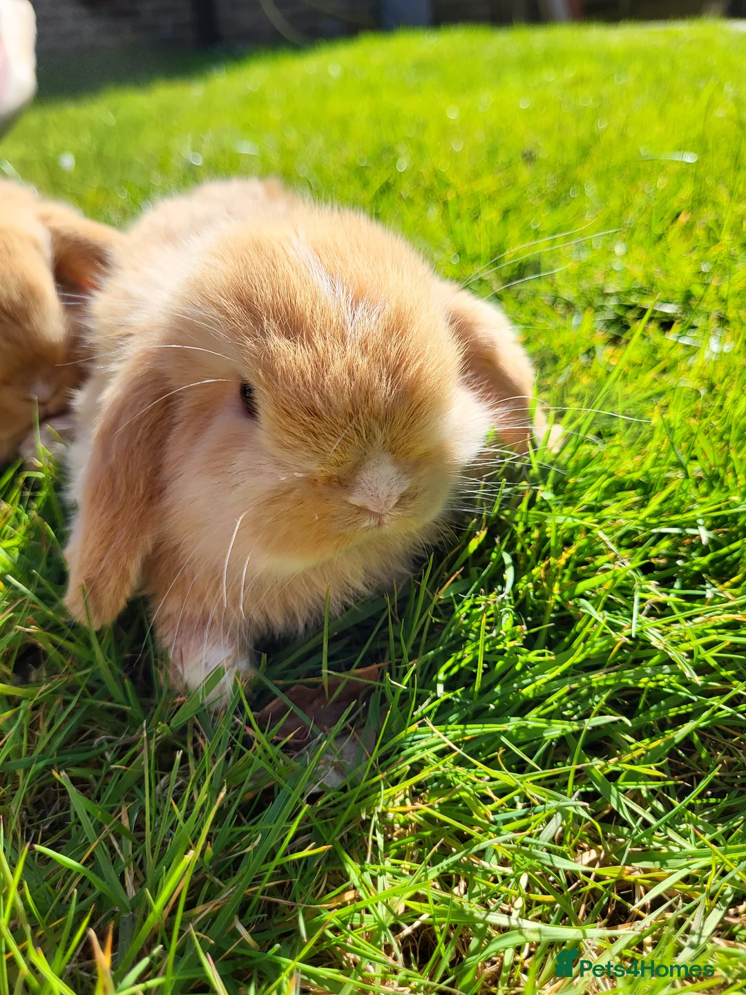Mini Lop rabbits for sale: Amazing Mini Lop Bunnies for sale  - Advert 1