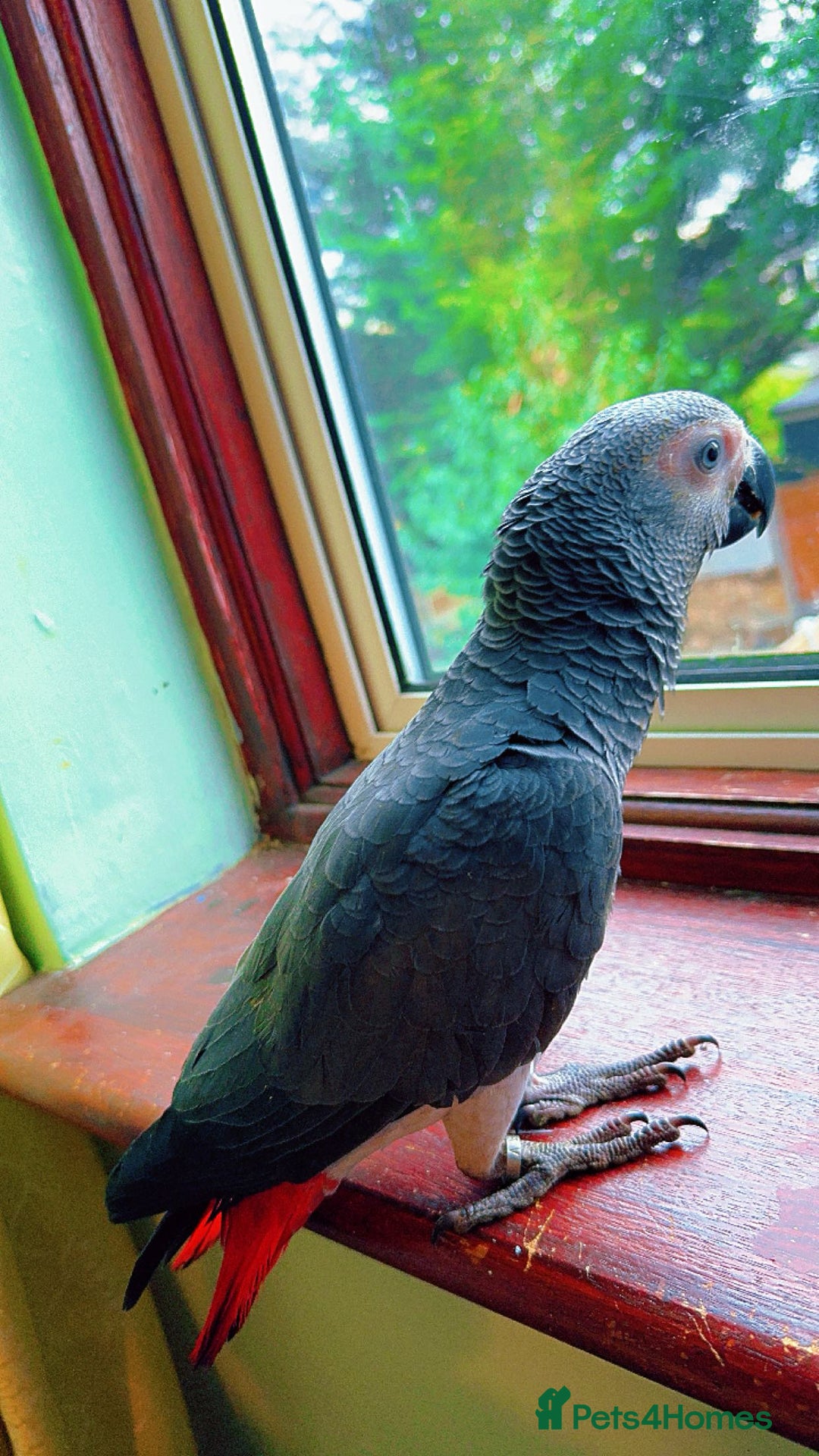 Parrots birds for sale: African grey parrot - Advert 1