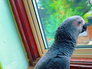 Parrots birds African grey parrot - Advert 1