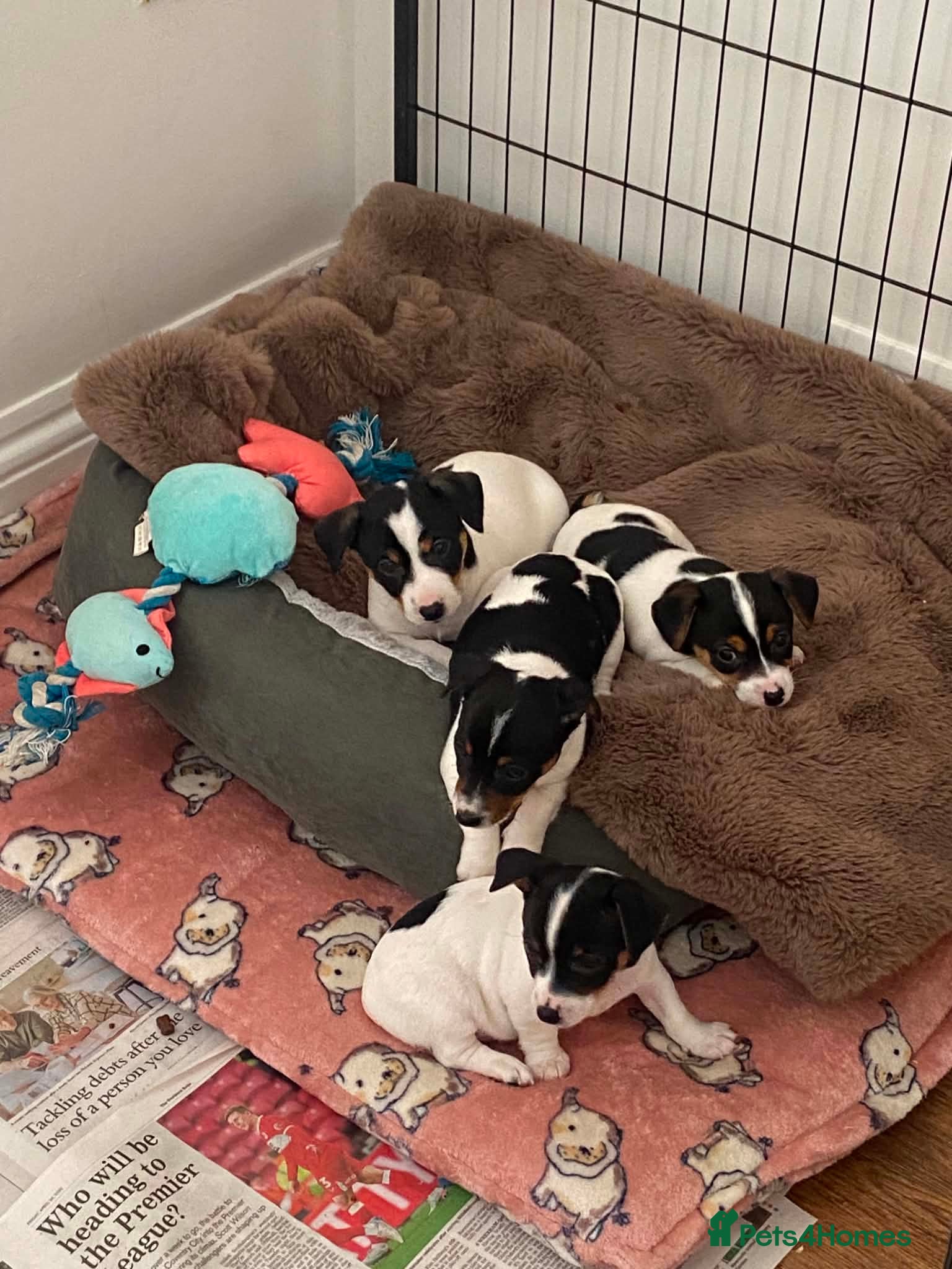 Jack Russell dogs Beautiful Jack Russell Girls Available  - Advert 14