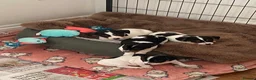 Jack Russell dogs for sale: Beautiful Jack Russell Girls Available  - Advert 1