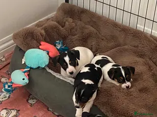 Jack Russell dogs Beautiful Jack Russell Girls Available - Advert 2