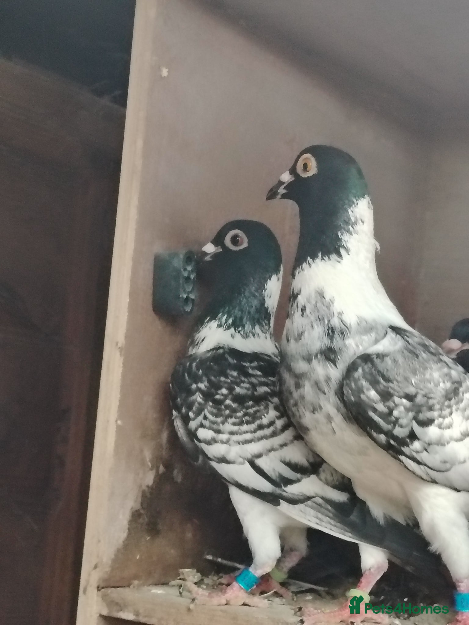 Pigeons birds Pencil racing pigeon  - Advert 6