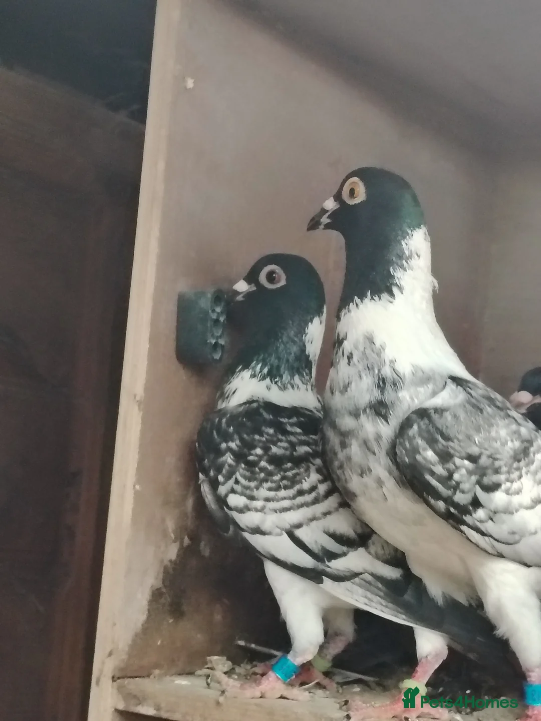 Pigeons birds for sale: Pencil racing pigeon  - Advert 1