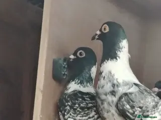 Pigeons birds Pencil racing pigeon - Advert 4