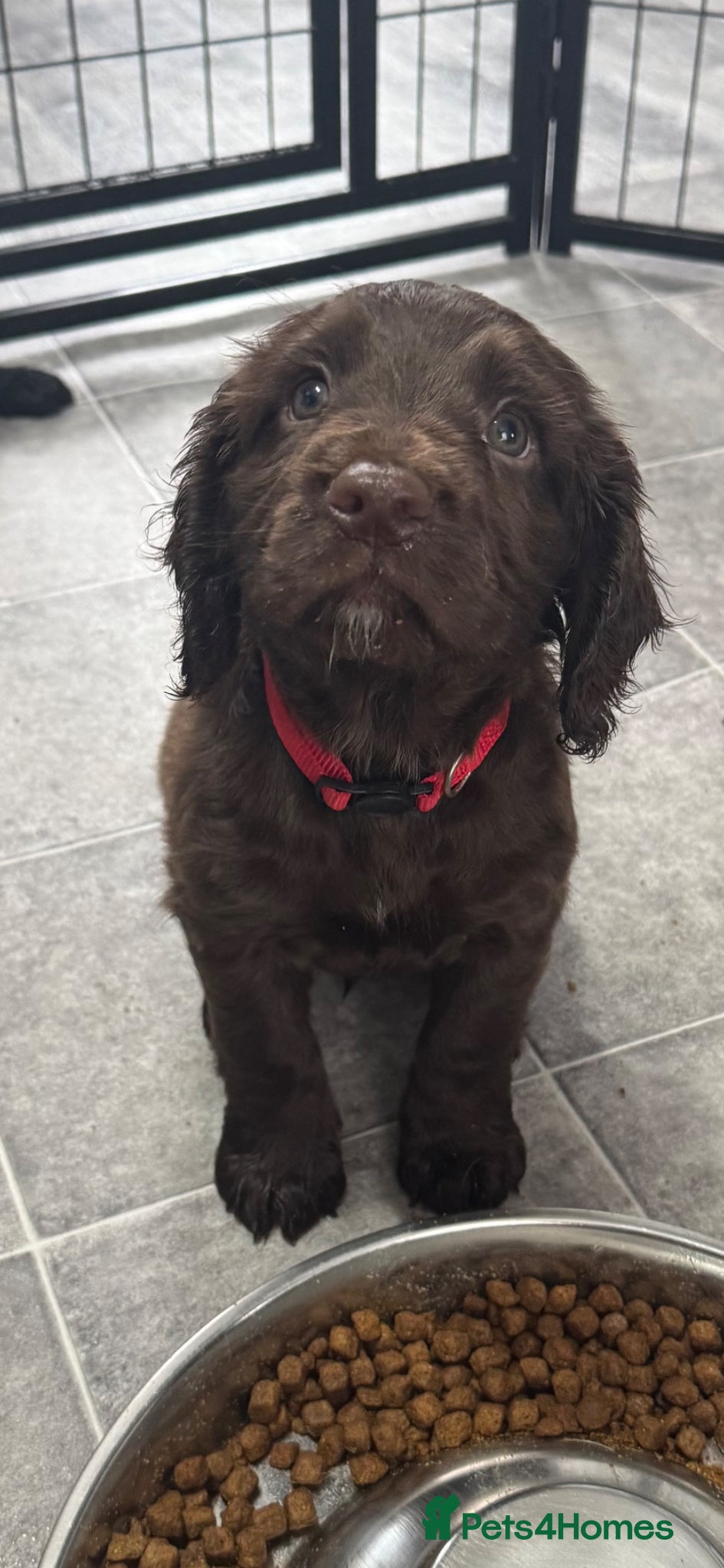 Cocker Spaniel dogs Last Chocolate Boy Ready to leave next Sunday   - Advert 1