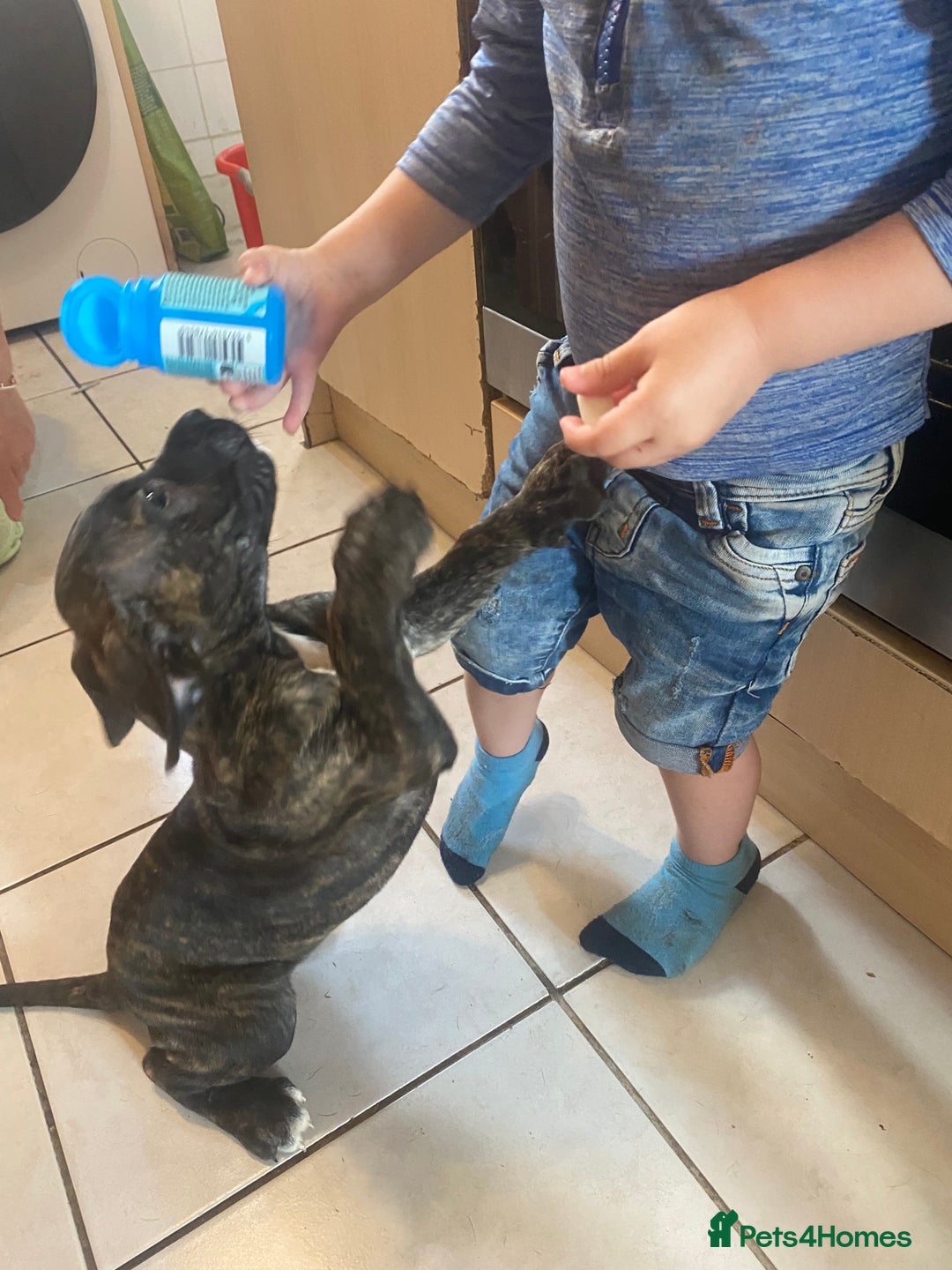 Cane Corso dogs for sale: Ready to leave Chunky Cane Corso Pups  - Image 13