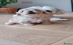 Maltipoo dogs for sale: Asian Teddy Toy Maltipoos  - Image 2