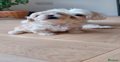 Maltipoo dogs - Advert 4