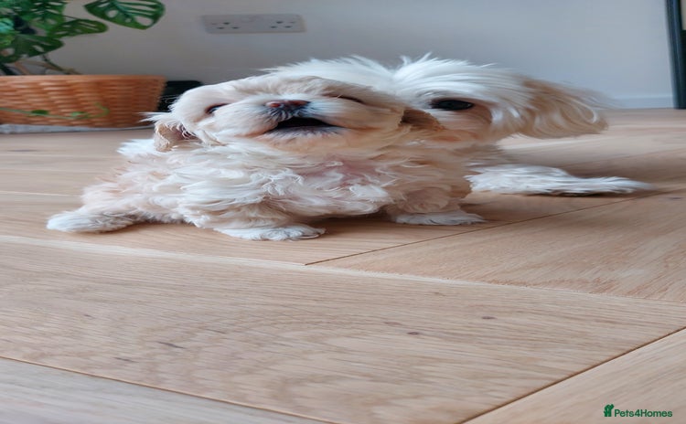 Maltipoo dogs - Advert 1