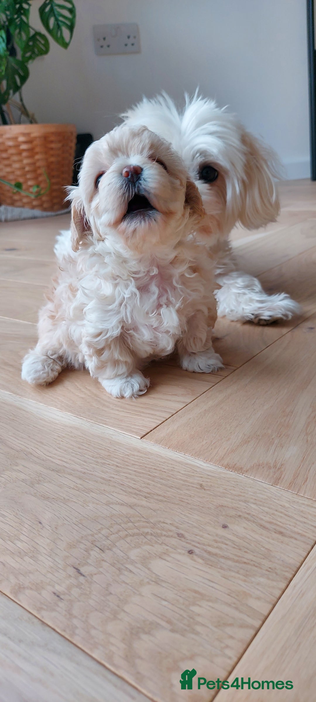 Maltipoo dogs for sale: Asian Teddy Toy Maltipoos  - Image 2