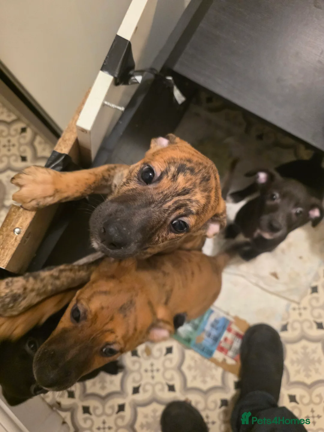 Mixed Breed dogs for sale: Staffy X cain corso last pup  - Advert 8