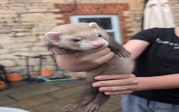 Ferret rodents for sale: Baby ferrets - Image 3