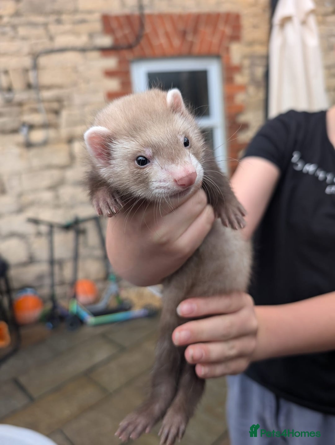 Ferret rodents for sale: Baby ferrets - Image 3