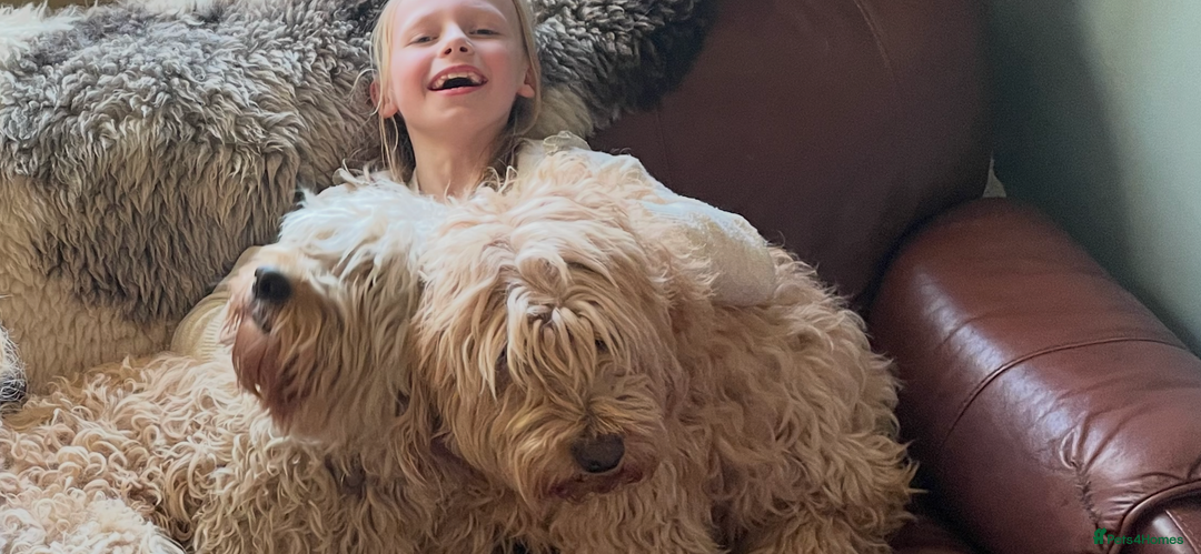 Goldendoodle dogs for sale: Golden doodle puppies ready 12th September  - Image 30
