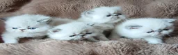 Exotic cats for sale:  Pedigree GCCF Registered Persian Exotic's  - Advert 21