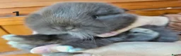 Mini Lop rabbits for sale: Mini lop babies  - Advert 2