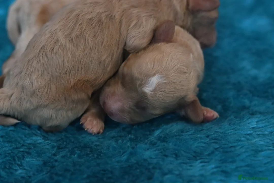 Maltipoo dogs for sale: 4 Maltipoo Puppies - 2 Apricot Girls & 2 Red Boys - Advert 10