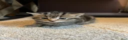 Mixed Breed cats for sale: 1 beautiful tabby kitten ❤ - Advert 4