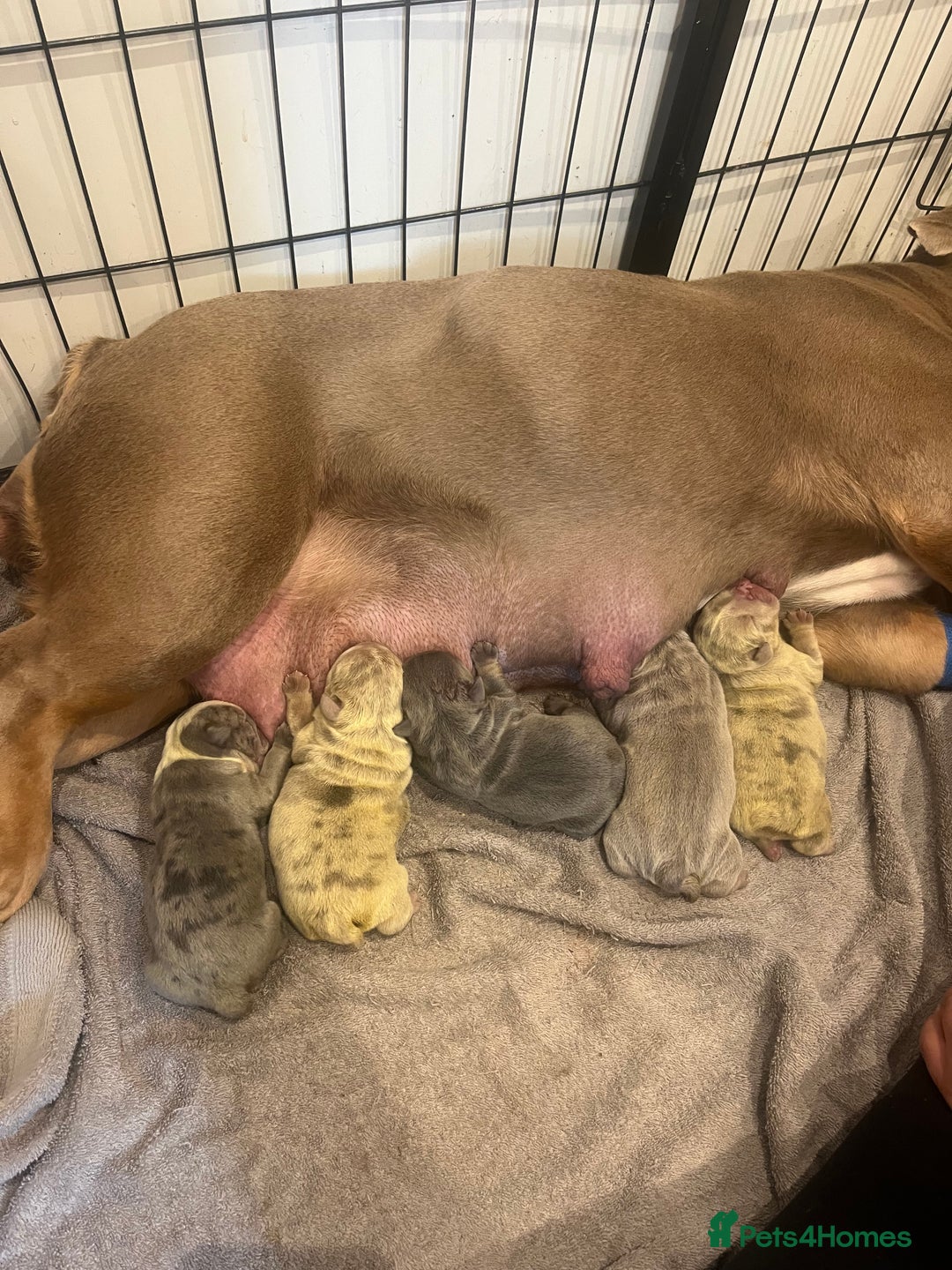 English Bulldog dogs for sale: English Bulldog puppies  - Image 22