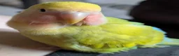 Parrots birds for sale: Intelligent & Ready to Fly Into Your Heart in Basildon - Advert 6