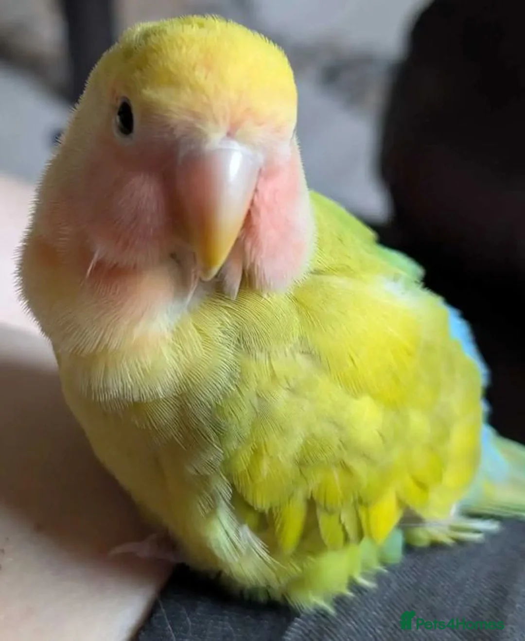 Parrots birds for sale: Intelligent & Ready to Fly Into Your Heart in Basildon - Advert 6
