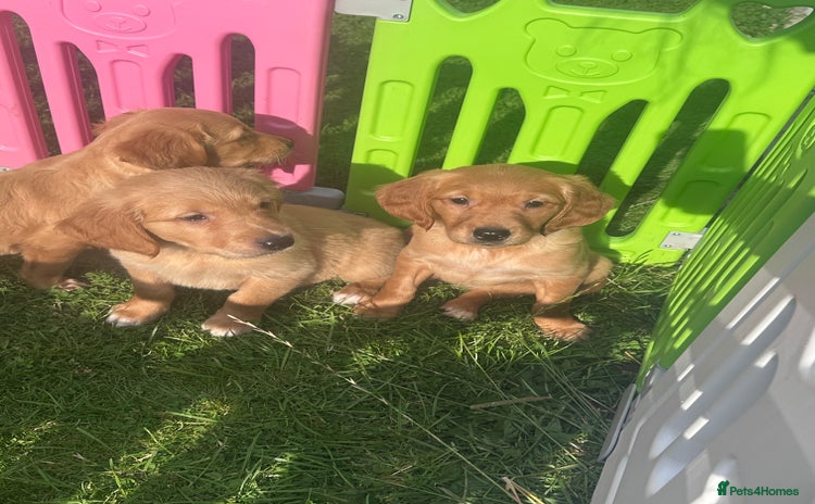 Golden Retriever dogs - Advert 6
