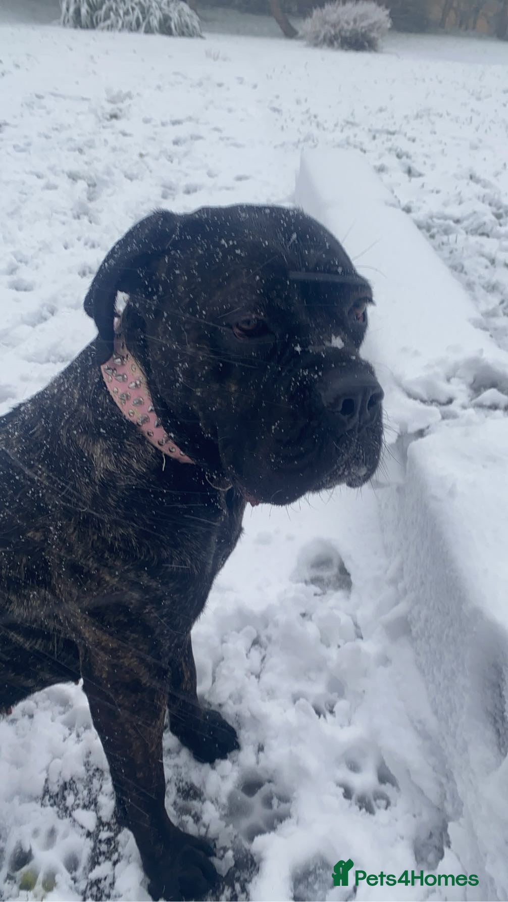 Cane Corso dogs 2yesr and 8 month old cane corso  - Advert 2