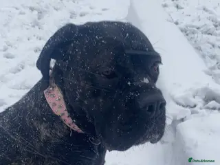 Cane Corso dogs 2yesr and 8 month old cane corso - Advert 2