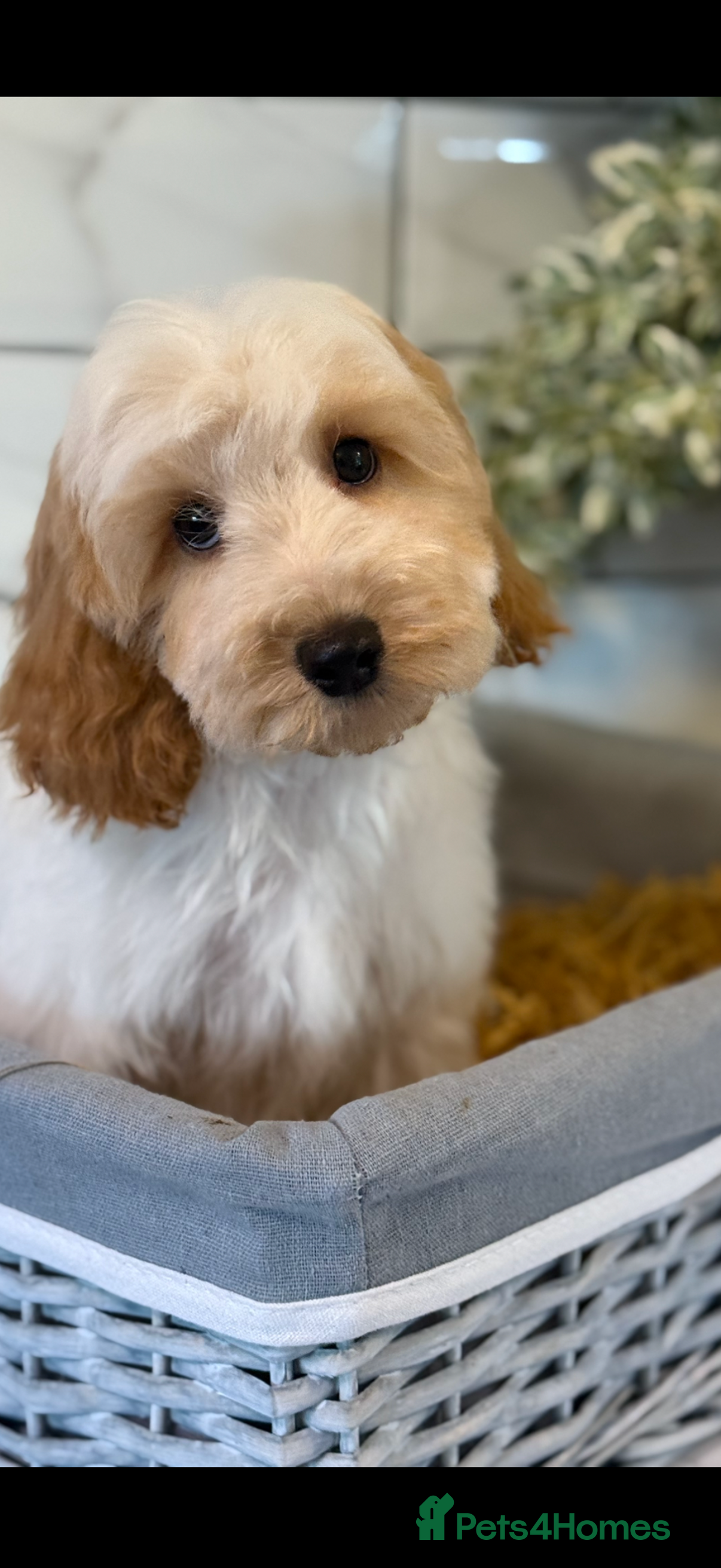 Cavapoo dogs Two males left 🤍 - Advert 2
