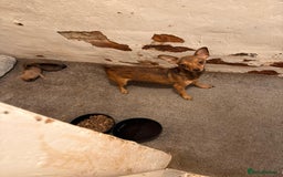 Chihuahua dogs for sale: Chihuahua girl pups  - Image 25