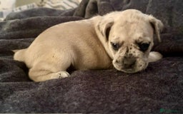 Mixed Breed dogs for sale: Beautiful Frenchie cross dachshund puppies   - Image 16