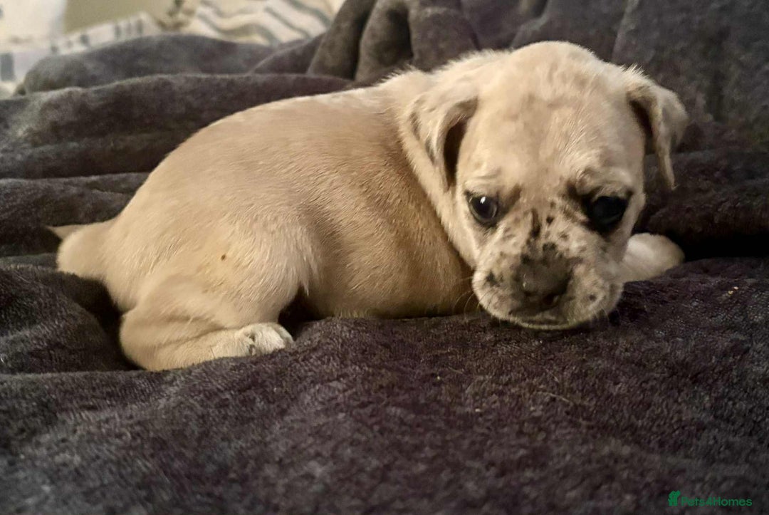 Mixed Breed dogs for sale: Beautiful Frenchie cross dachshund puppies   - Image 16
