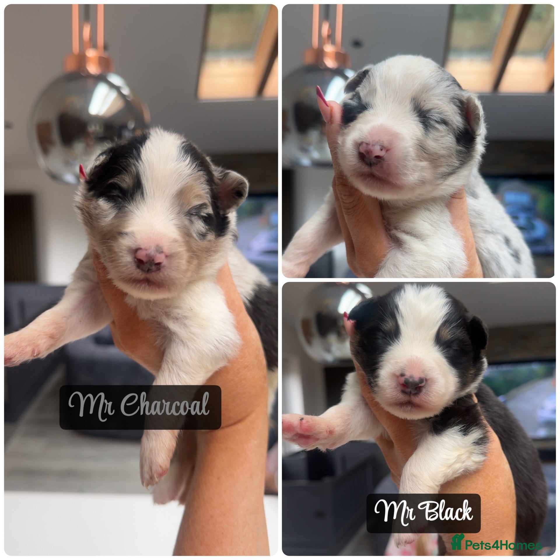 Australian Shepherd dogs Outstanding Merle/Black Tri KC Reg Puppies  - Advert 4
