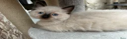 Ragdoll cats for sale: 🐾 Pure Ragdoll Kittens 🐾 - Advert 17