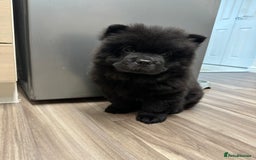 Chow Chow dogs for sale: Black chow chow full pedigree - KC registered  - Image 2