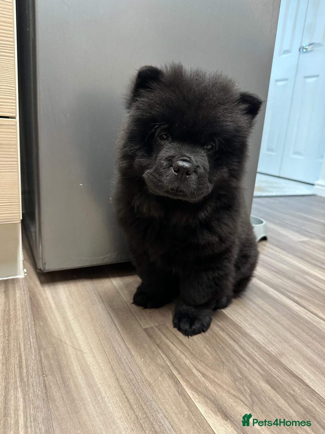 Chow Chow dogs for sale: Black chow chow full pedigree - KC registered  - Image 2