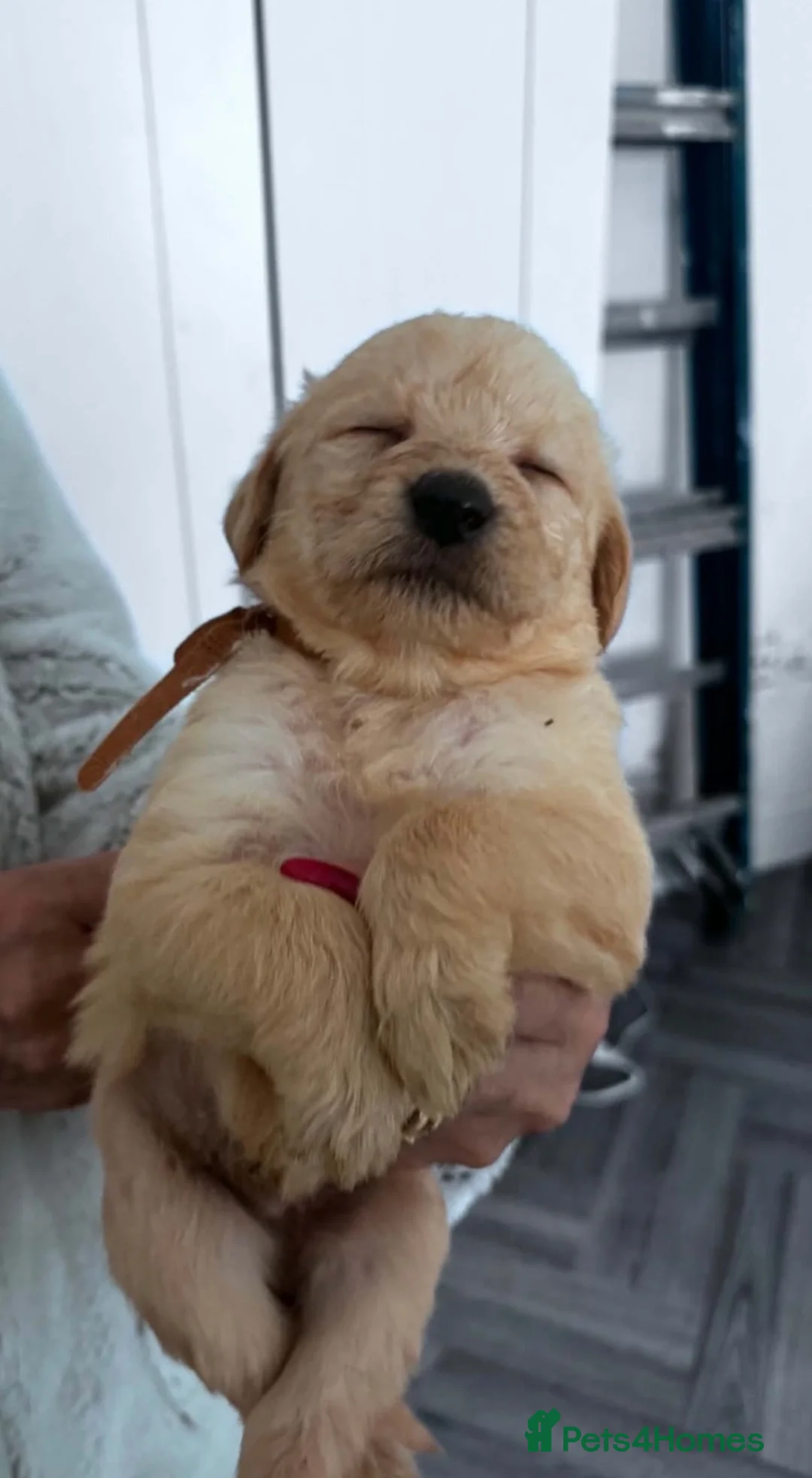 Labradoodle dogs for sale: Labradoodle puppies for sale  - Advert 2