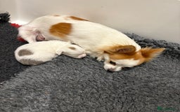 Chihuahua dogs for sale: Long haired chihuahuas  - Image 10